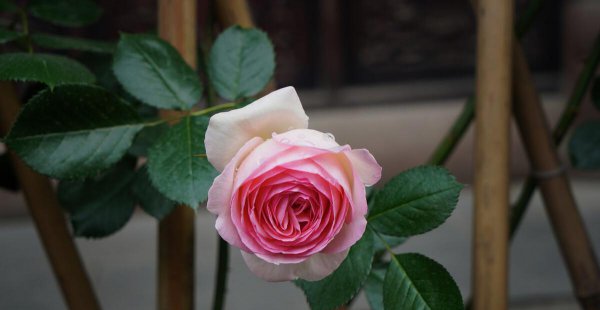 粉龙藤本月季优缺点分析