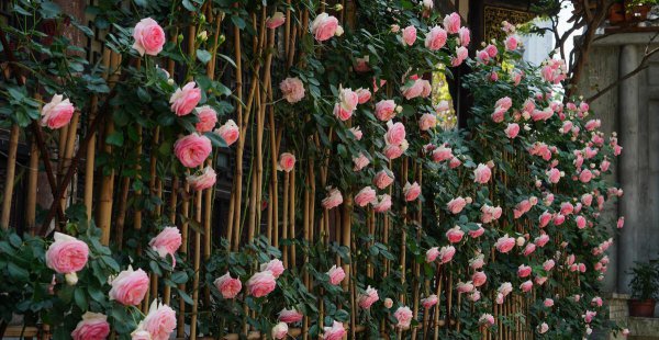 粉龙藤本月季优缺点分析