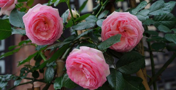 粉龙藤本月季优缺点分析