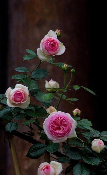 粉龙藤本月季优缺点分析