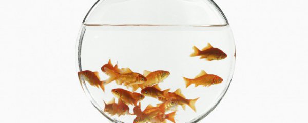 养什么鱼家里进财最好