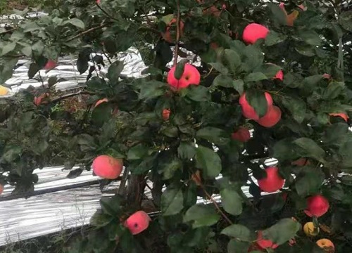 蜜脆苹果品种介绍