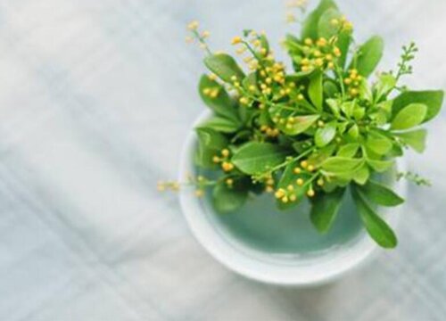 米兰花如何养护开花翻倍