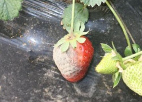 花卉如何预防由真菌感染引起的病害