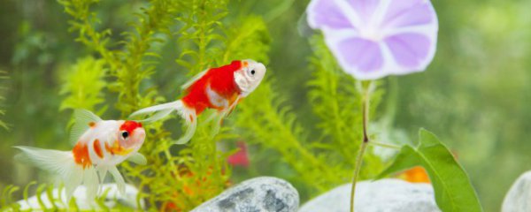 新鱼缸多久喂食合适呢