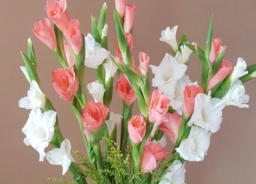 预祝考研成功送什么花