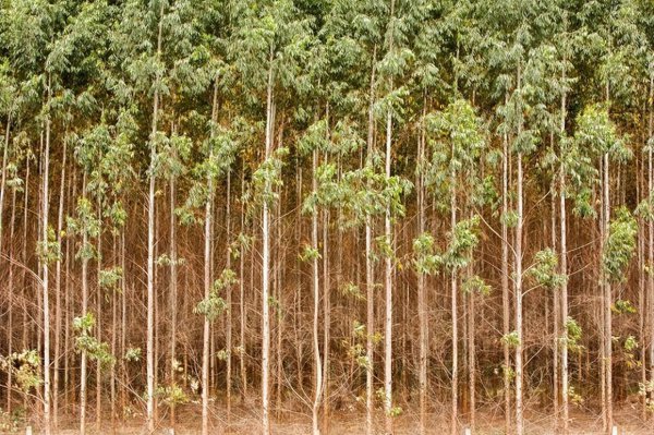 种植桉树利润分析