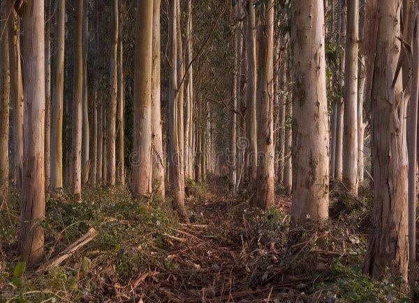 种植桉树利润分析