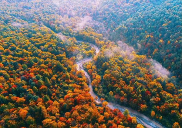 西洋参产地哪里好