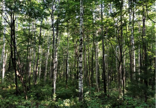 西洋参产地哪里好