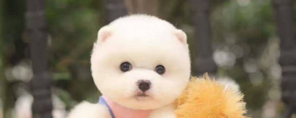 茶杯犬幼犬怎么养