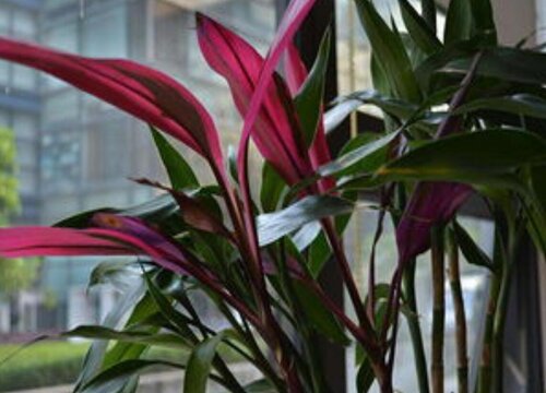 紫色富贵竹开花吗 开什么样的