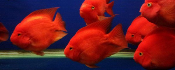 鹦鹉鱼能和清道夫一起养吗