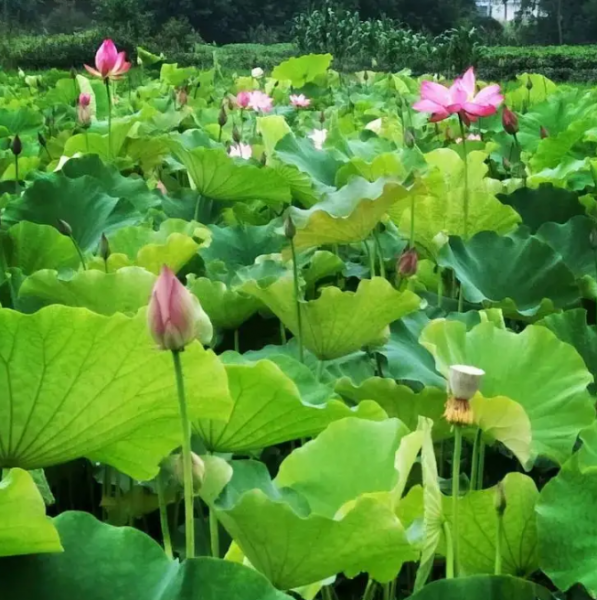 安徽合肥属于南方还是北方地区