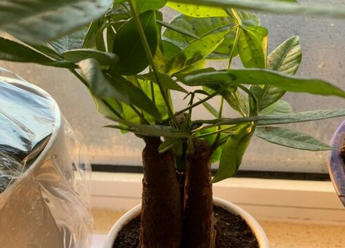 夏季如何养护发财树叶片长得油亮亮