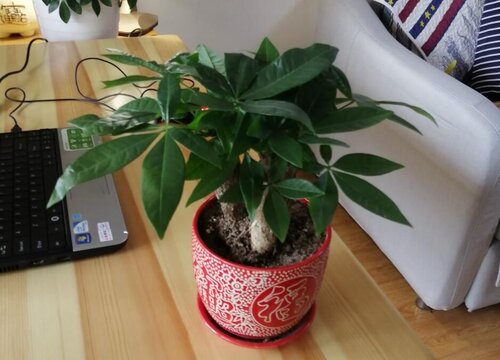 夏季如何养护发财树叶片长得油亮亮