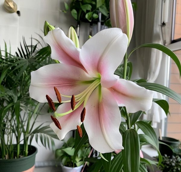 香水百合一年开几次花