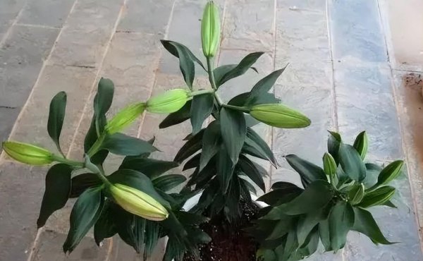 香水百合一年开几次花