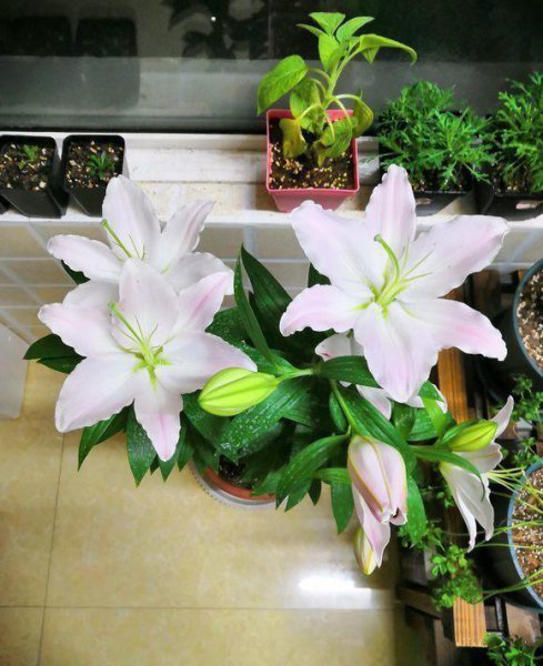 香水百合一年开几次花