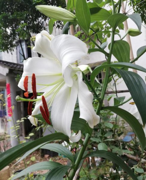 香水百合一年开几次花