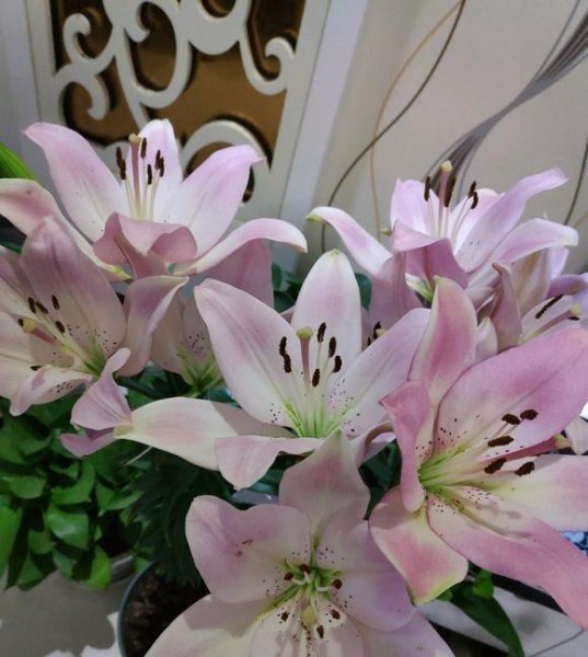 香水百合一年开几次花