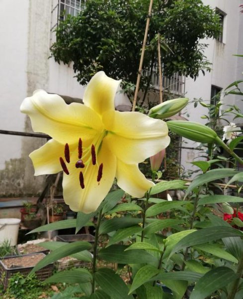 香水百合一年开几次花