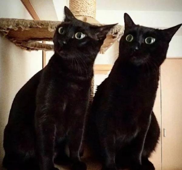 黑猫辟邪还是招邪