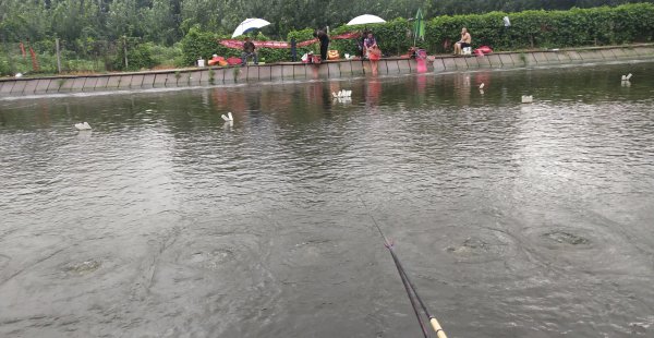 黑坑偷驴是什么意思