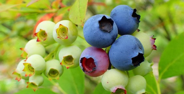 现在农村种什么植物最赚钱又好卖出去