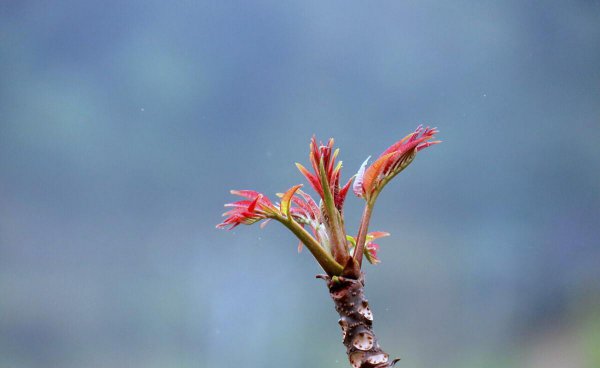 现在农村种什么植物最赚钱又好卖出去