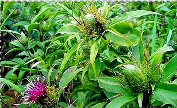 现在农村种什么植物最赚钱又好卖出去