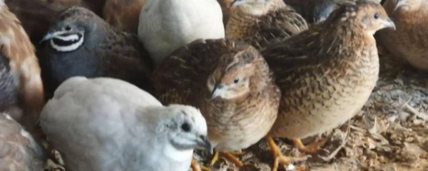 客厅适合养什么鸡