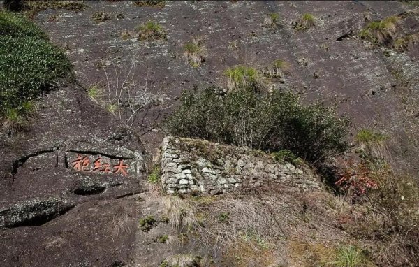 最值钱的树木品种排名