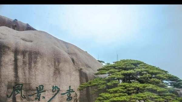 最值钱的树木品种排名