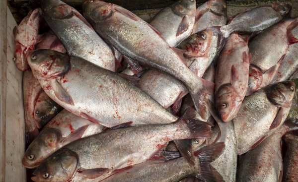 中国四大家鱼是哪四种