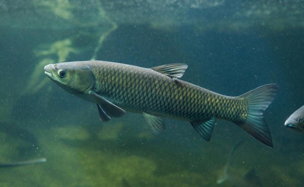 中国四大家鱼是哪四种