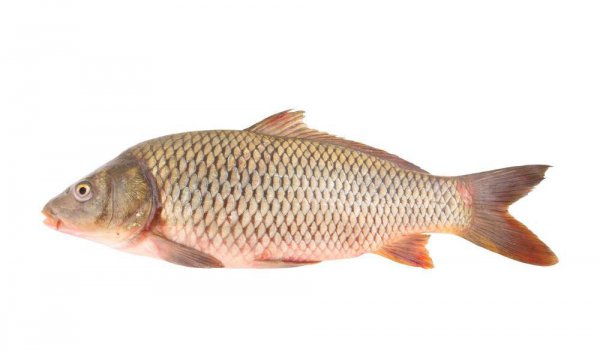 中国四大家鱼是哪四种