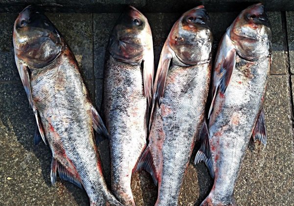 中国四大家鱼是哪四种