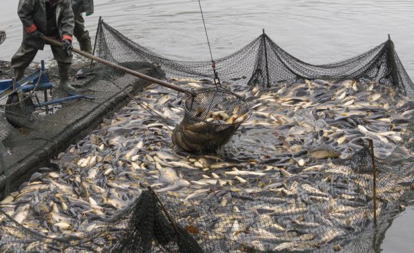 中国四大家鱼是哪四种