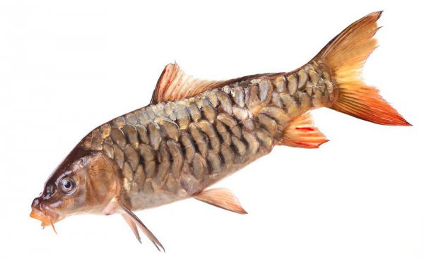 中国四大家鱼是哪四种