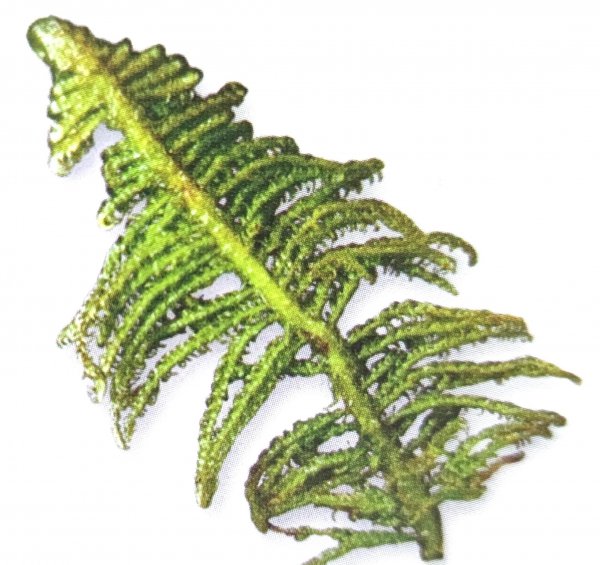 藓类植物有根茎叶吗