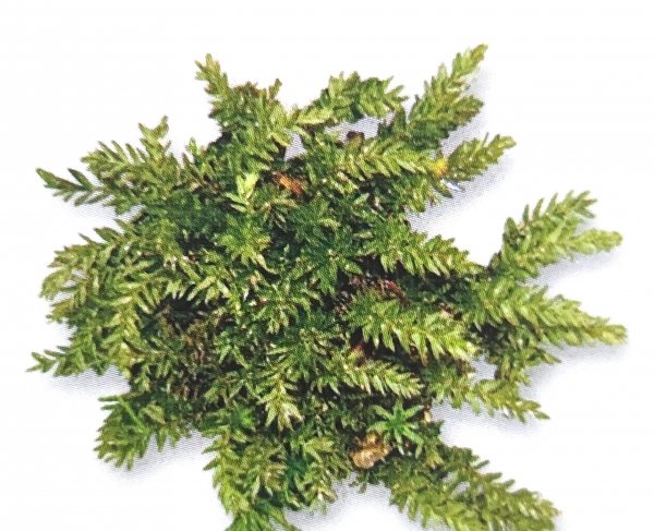 藓类植物有根茎叶吗