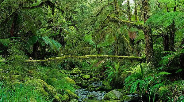 藓类植物有根茎叶吗