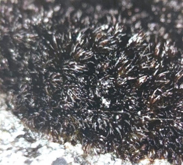 藓类植物有根茎叶吗