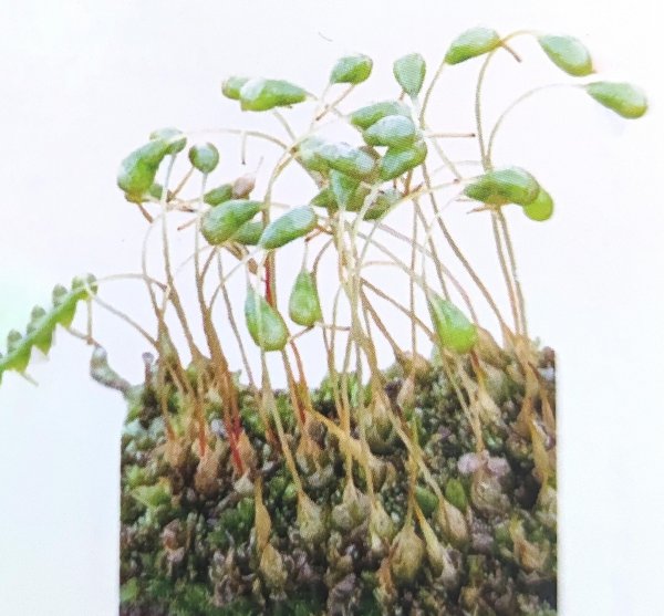 藓类植物有根茎叶吗