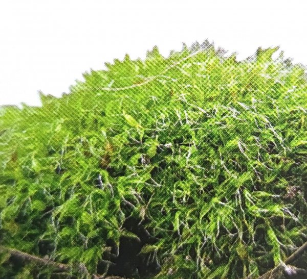 藓类植物有根茎叶吗