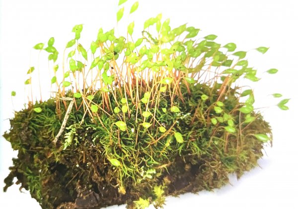 藓类植物有根茎叶吗