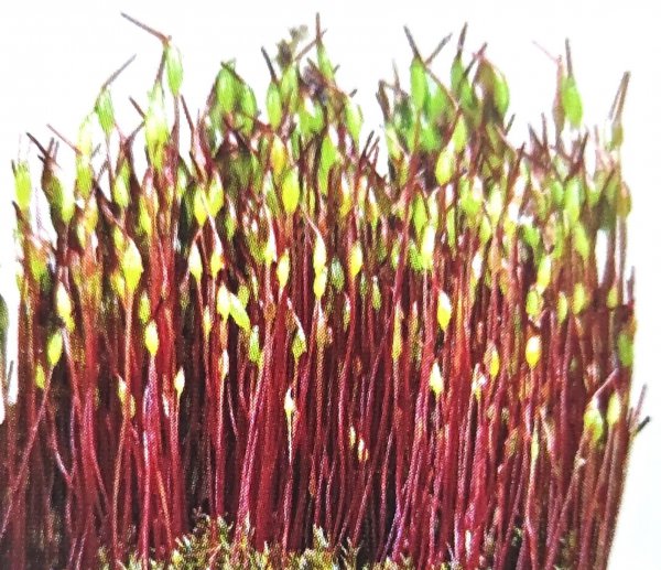 藓类植物有根茎叶吗