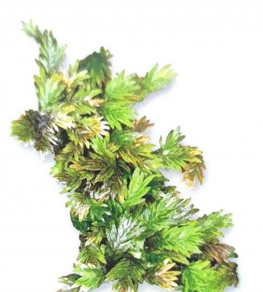 藓类植物有根茎叶吗