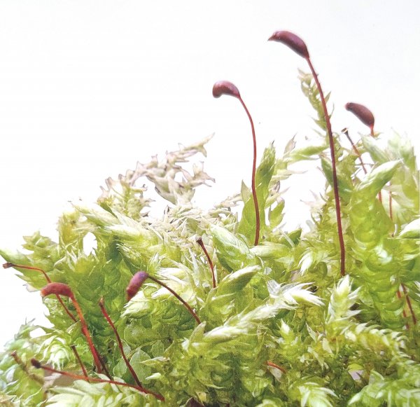 藓类植物有根茎叶吗